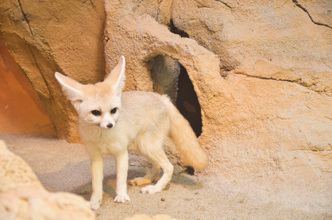 The Enchanting Sprite of the Sahara Desert – The Fennec Fox